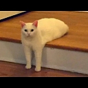 Animal investigation