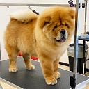 Zoogoods, animal care