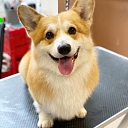 Zoogoods, animal care