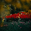 Флористика