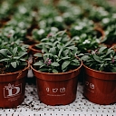 Greenhouse vegetables