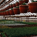 Seedlings in containers