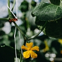 Интерфлора