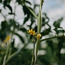
Flower delivery in Cesis