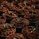 Flower trade in Smiltene