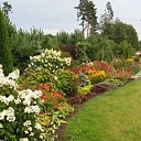A beautiful rose garden – a rose collection in Latvia