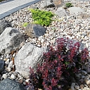 bush planting