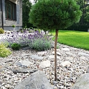 yard improvement