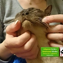 Veterinary medicine Jelgava