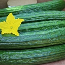cucumber marketing