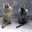 mājas vizītes pēc izsaukuma