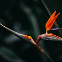 Траурные букеты