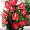 Цветы Елгава