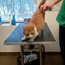 Veterinary clinic Toto