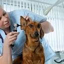 Animal diagnostic