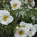 White roses close-up – rose seedlings Dailas Rozes
