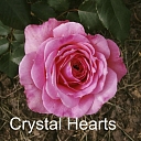 Rozā roze Crystal Hearts – rožu stādi no Dailas Rozes
