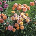Blooming roses in different colors – rose garden Daila Rozes