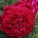 Red stuffed rose close-up – rose seedlings from Daila Roze