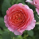 Pink garden rose close-up – quality rose seedlings in Latvia