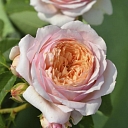 Soft pink and cream rose – Daila Roze collection