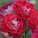 Bright red roses in bloom – rose varieties Dailas Rozes