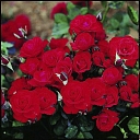 Red rose bush – abundant flowering in Daila's Rose Garden