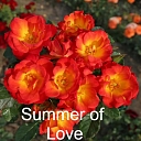 Orange-yellow roses Summer of Love – rose plants in Tukums