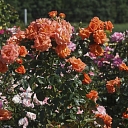Клумба Orange Rose – великолепный розарий Daila Rozes