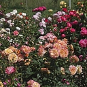 Multicolored roses in the garden – a rose collection in Latvia