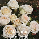 Baltas rozes Madame Anisette – rožu stādi no Dailas Rozes
