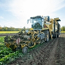 Harvesting sugar beets, loading, carriage