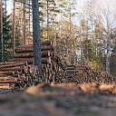 Timber and wood chips