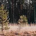 Покупка лесного имущества