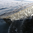 Dieniņas, farmhouse