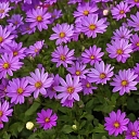 Violetas krāsas ziedi dārzā