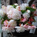 Begonias