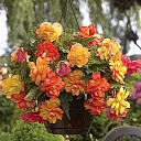 Begonia Golden Balcony