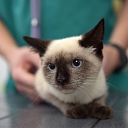 Ultrasonography for animals