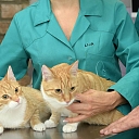 Hospital for animals Beinert Clinic