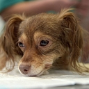 Veterinary pharmacy Dr. Beinerts