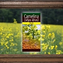 Camelina oil