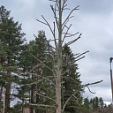 Tree planting