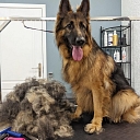 Hair salon for big dogs