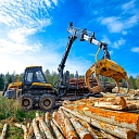 Transportation of trees