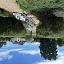 Greenery in the yard