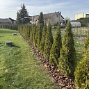 Skujkoku apstādījums