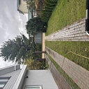 Weeding the pavement