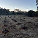 Nupat sastādīti koki