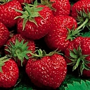 Strawberry plants